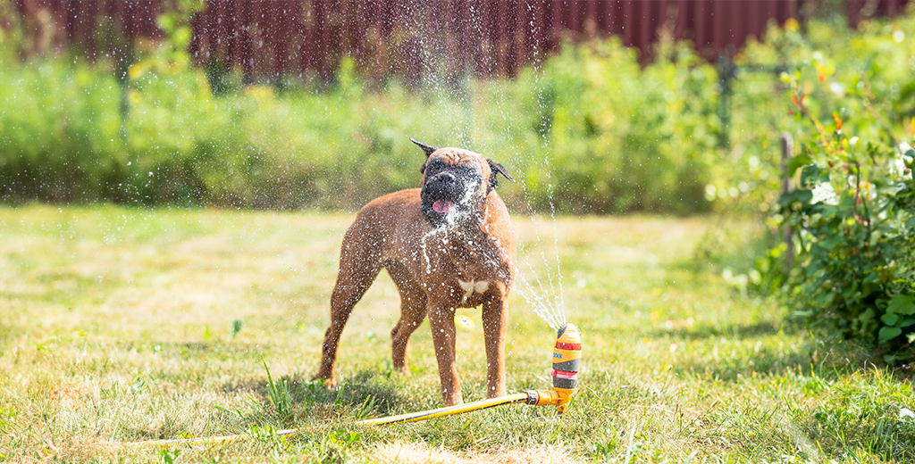 5 Easy Ways to Keep Your Dog Hydrated