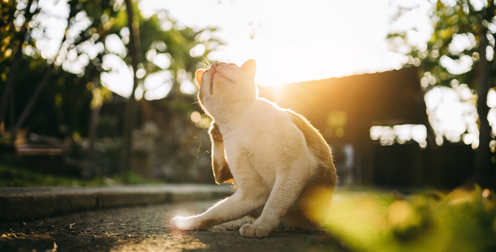 5 Effective Ways to Alleviate Dry Cat Skin: What Causes Dry Skin in Cats?