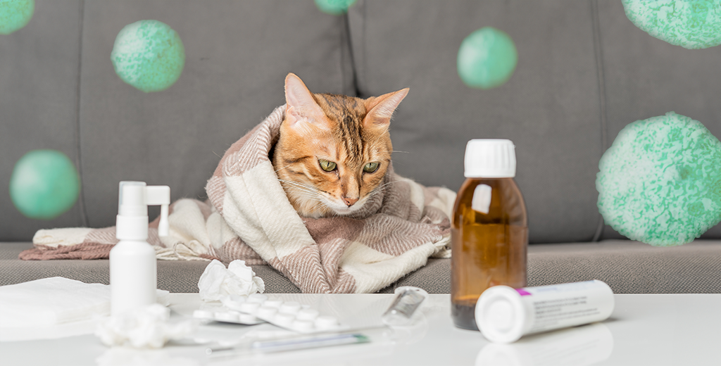 5 Effective Ways to Ease Cat Sneezing: What Causes Cats to Sneeze?