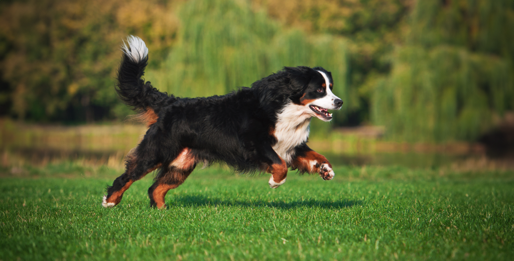 5 Ways To Ease Dog Arthritis: What Is Dog Arthritis?