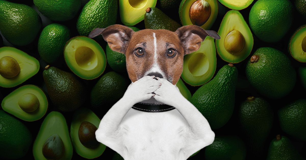 Avocados Are Great For You, But Not Your Dog: Find Out Why