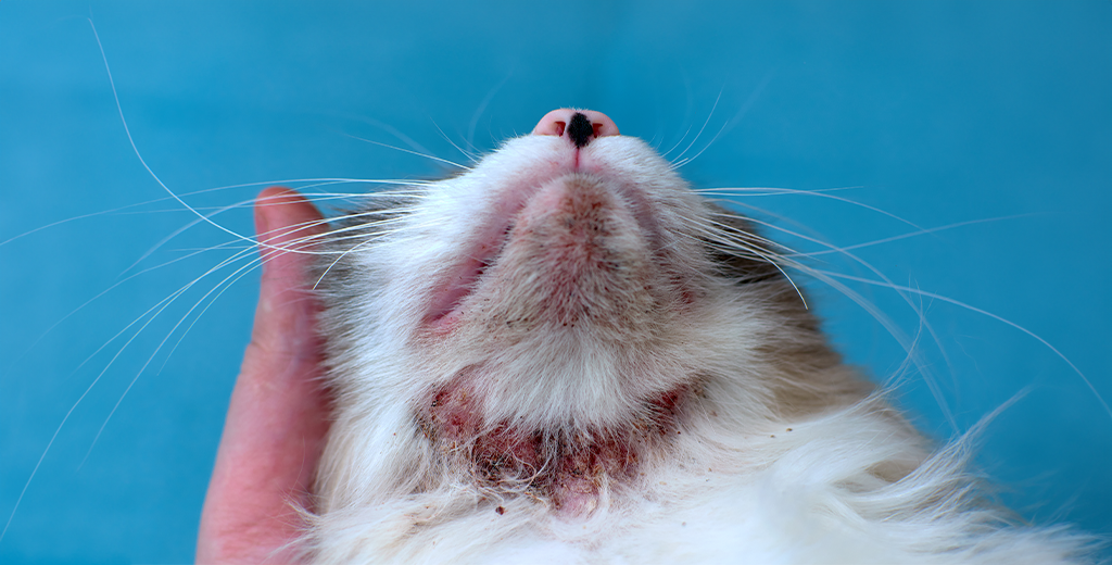 5 Effective Ways to Ease Dry Cat Skin: What Causes Dry Skin in Cats?