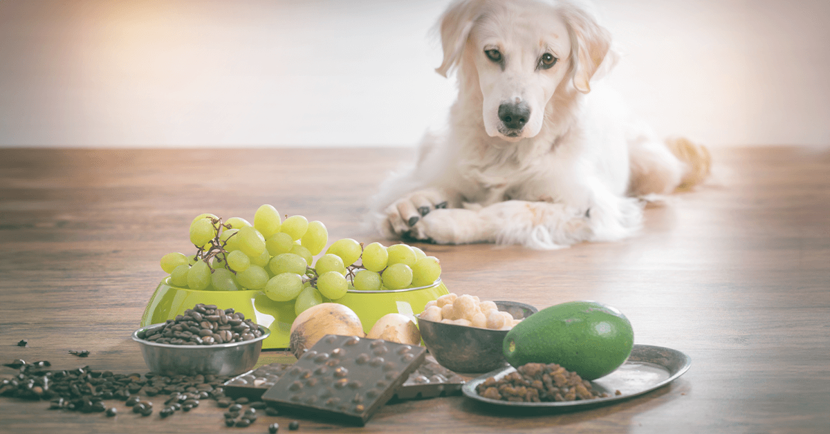 Dangerous Foods for Dogs: What to Avoid for Your Pet’s Health