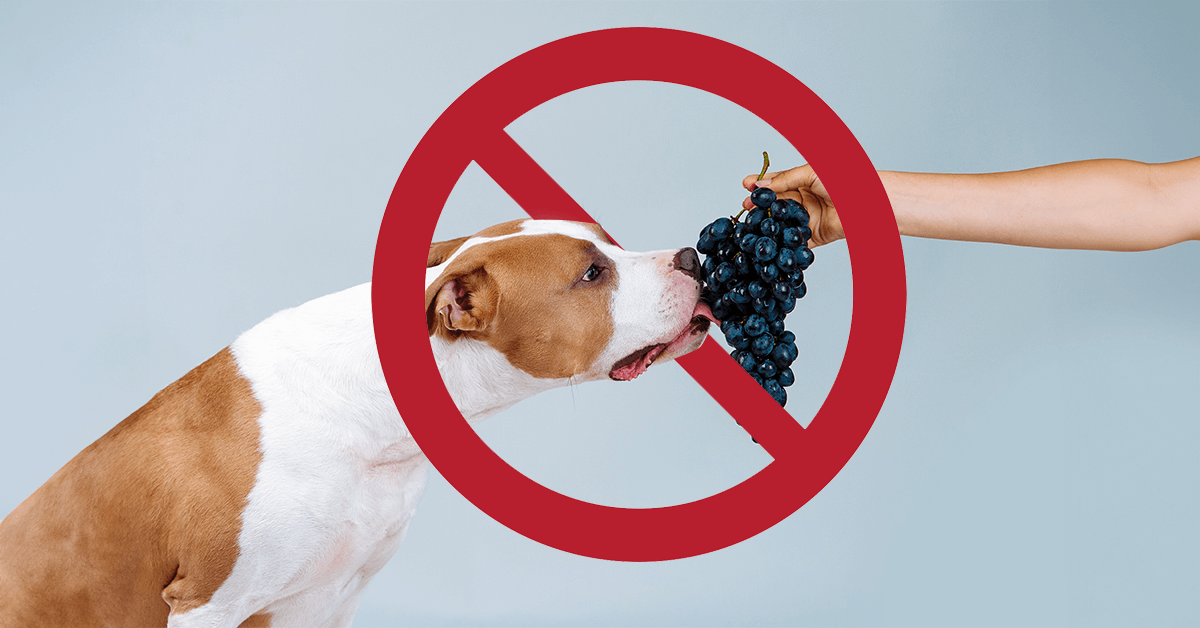 Don’t Feed Your Dogs Grapes: This is Why Their Harmful