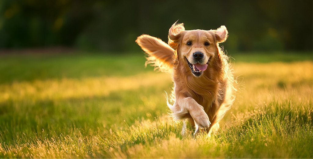 5 Ways to Ease Dog Hip Dysplasia: Recognizing the Signs