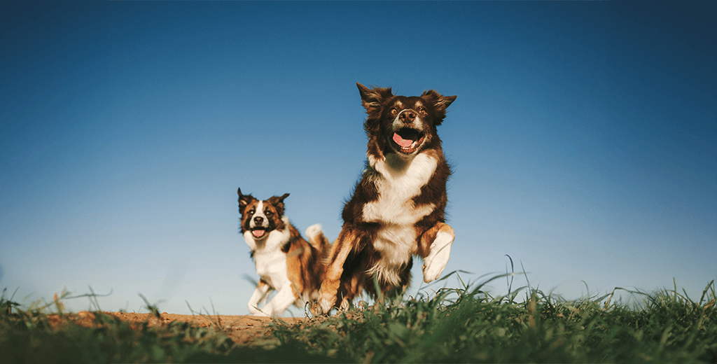 5 Ways to Ease Canine Sneezing: What Causes Canine Sneezing?