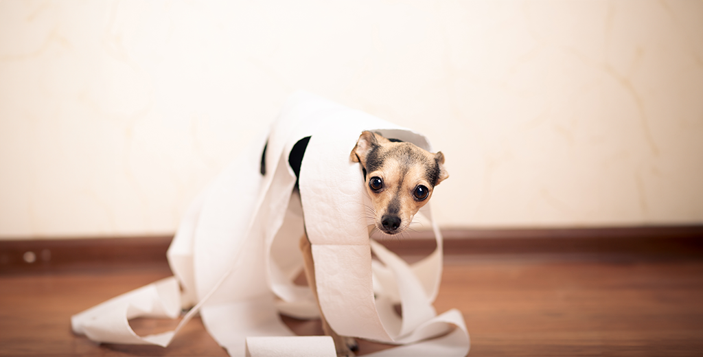 5 Ways To Ease Dog Diarrhea: What Causes Dog Diarrhea?