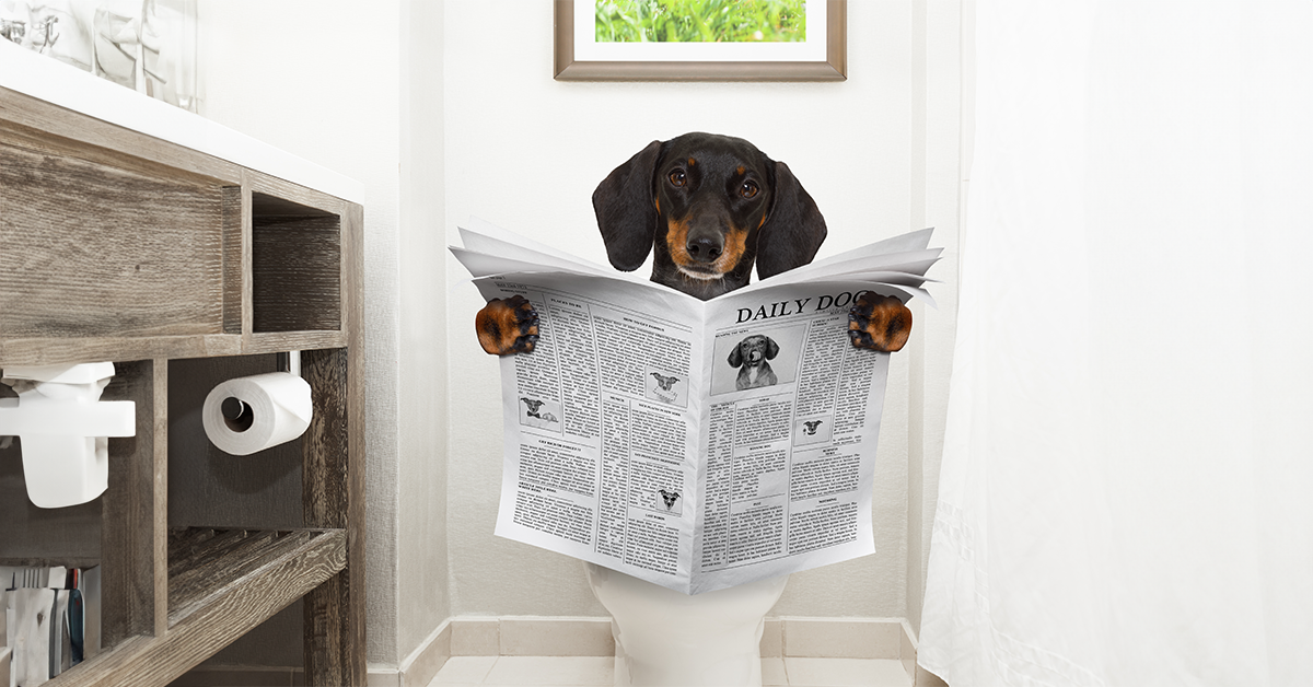 5 Ways to Ease Dog Constipation: What Causes Constipation in Dogs?
