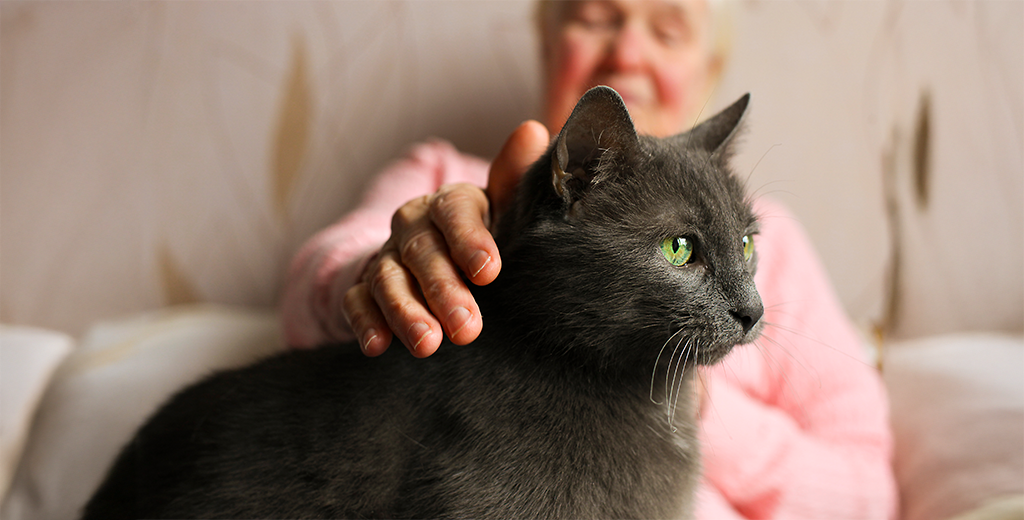 5 Effective Ways to Manage Arthritis in Senior Cats