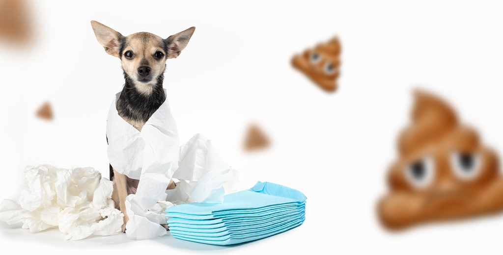 5 Ways to Reduce Dog Diarrhea: What Causes Diarrhea in Dogs?