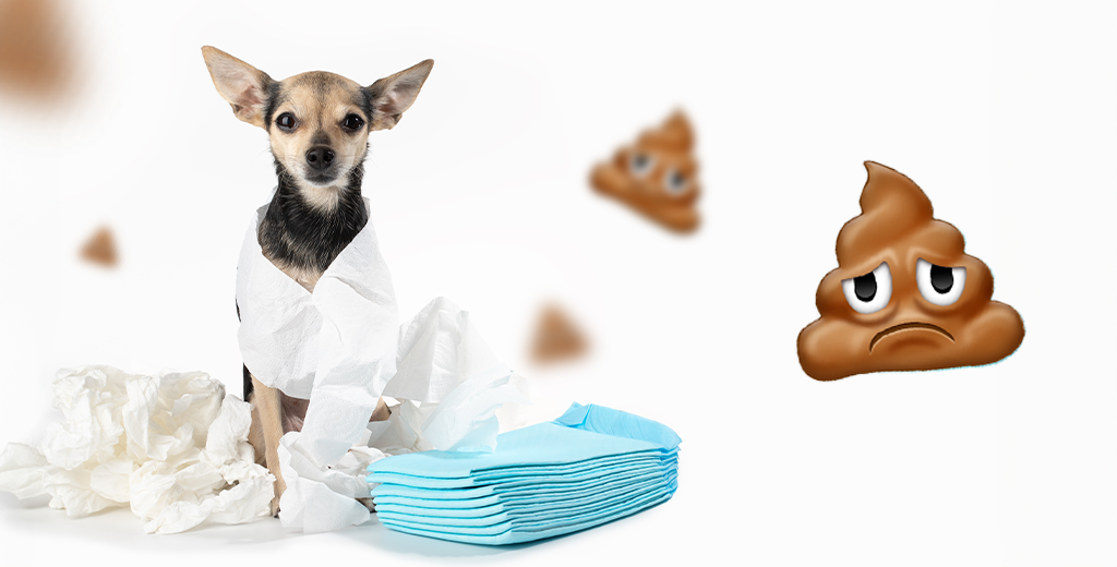 5 Ways to Stop Your Dog from Eating Dog Poop: What Causes Dogs to Eat Their Own Poop?