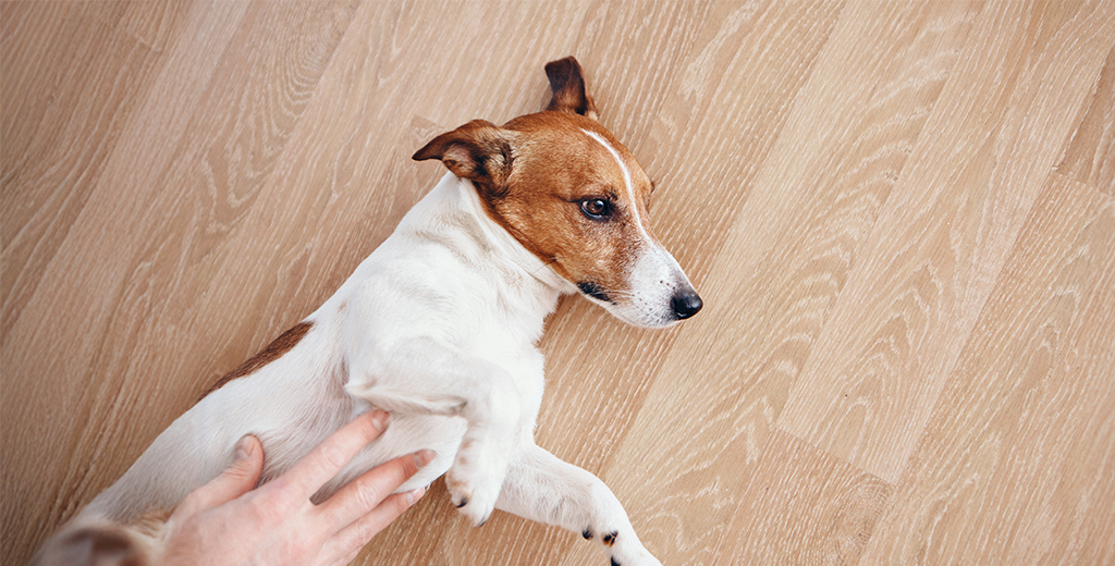 6 Reasons Your Dog Has An Upset Stomach: Here’s What You Can Do!