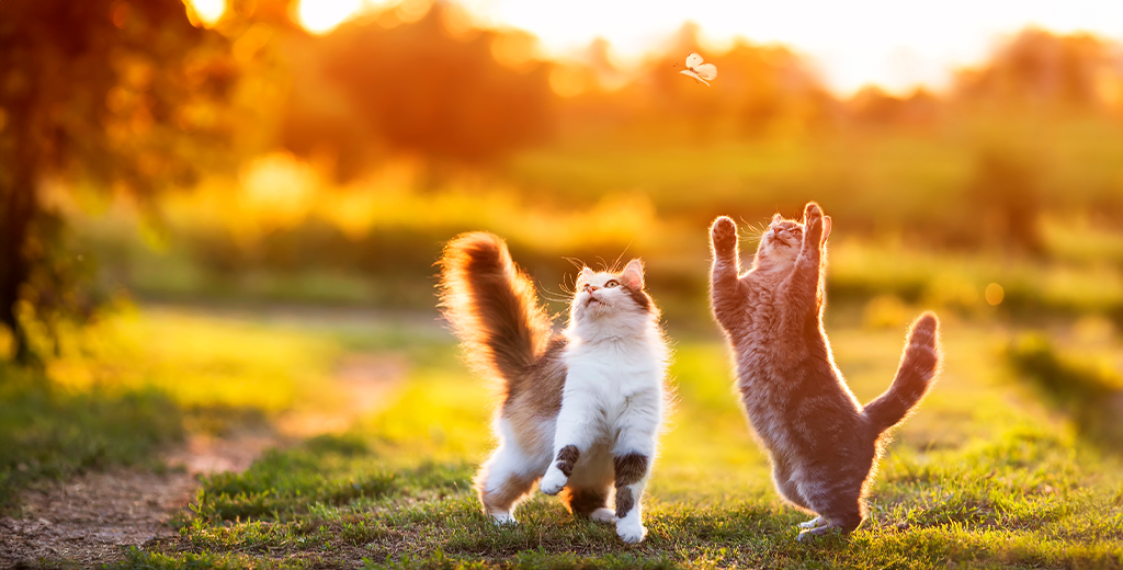 5 Ways to Support Feline Herpes: What Causes Feline Herpes?