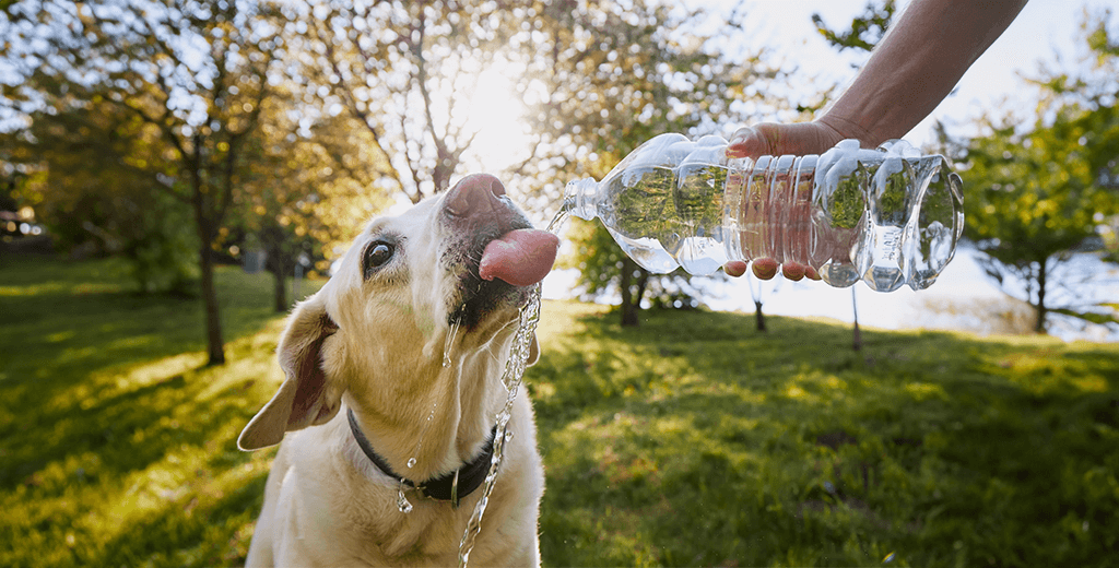 5 Ways To Hydrate Your Dog: What Causes Dog Dehydration?