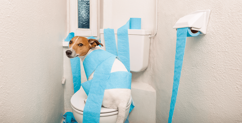 Understanding Dog Diarrhea: Causes, Solutions, and How Balance Can Help