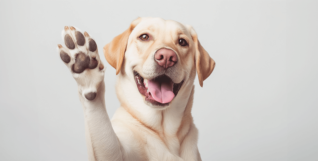 Understanding Why Your Dog Is Chewing Their Paws: The Connection to Gut Health