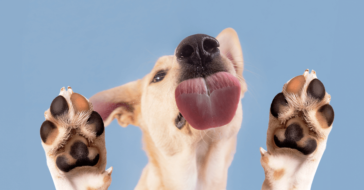 Why Is My Dog Licking Their Paws Excessively? Understanding the Causes and Solutions