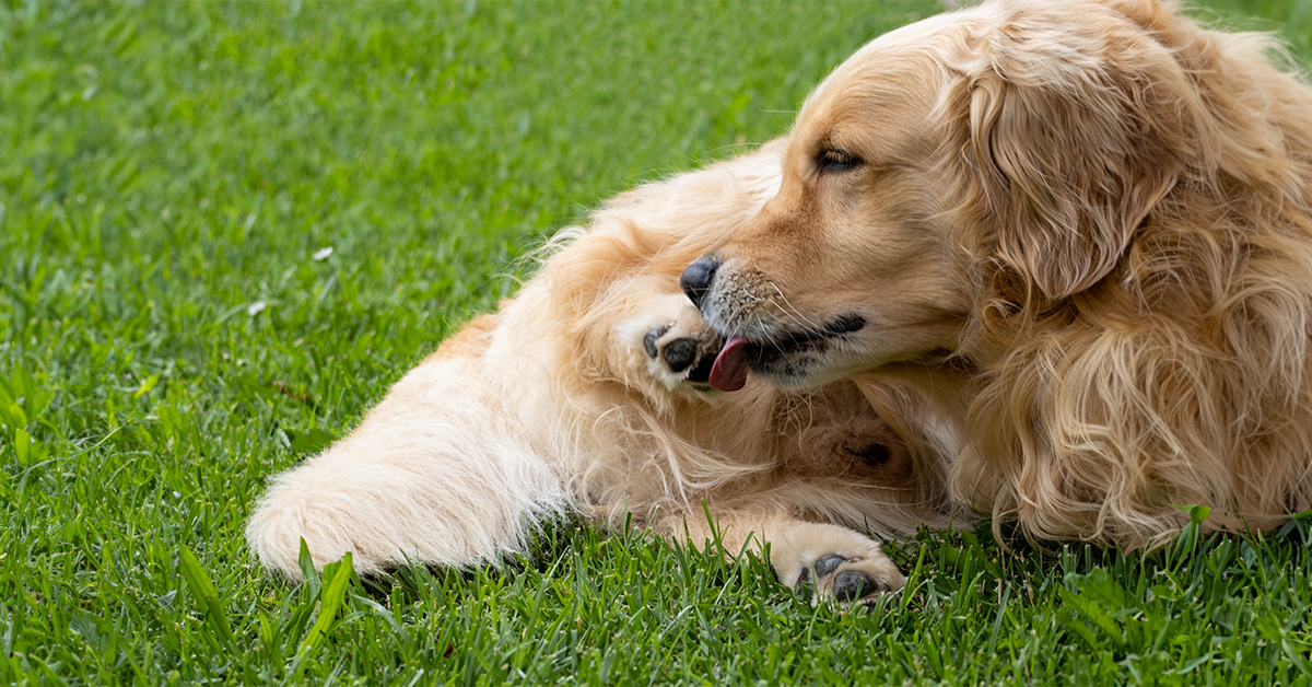 5 Ways to Ease Dog Urine Spots: What Causes Urine Spots on My Lawn?