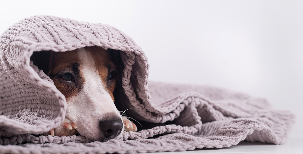 5 Ways to Ease Your Dog’s Runny Nose: What Causes Dog Runny Noses?