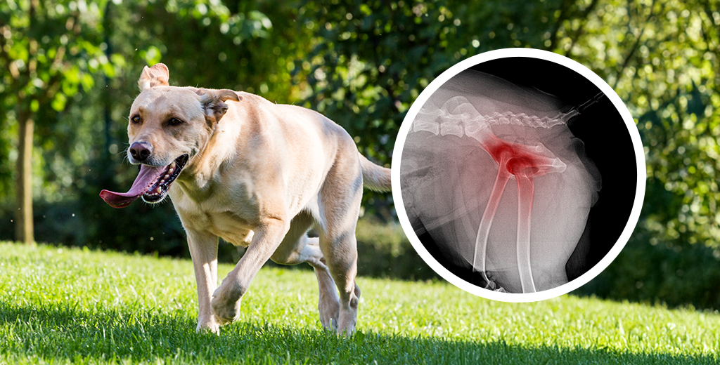 What Are the Best Ways to Help a Dog with Sore Joints?