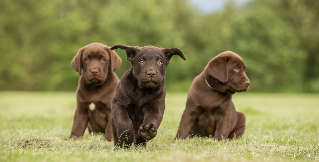 The Importance of Desensitizing Your Puppy to Different Surroundings