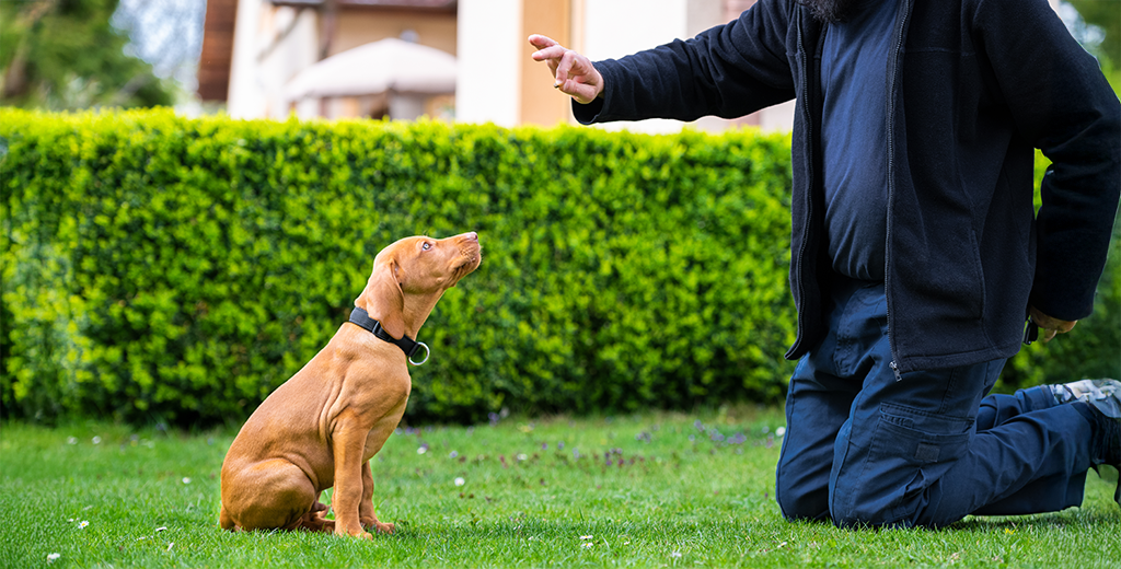 5 Ways to Support Puppy Sneezing: What Causes Puppy Sneezing?