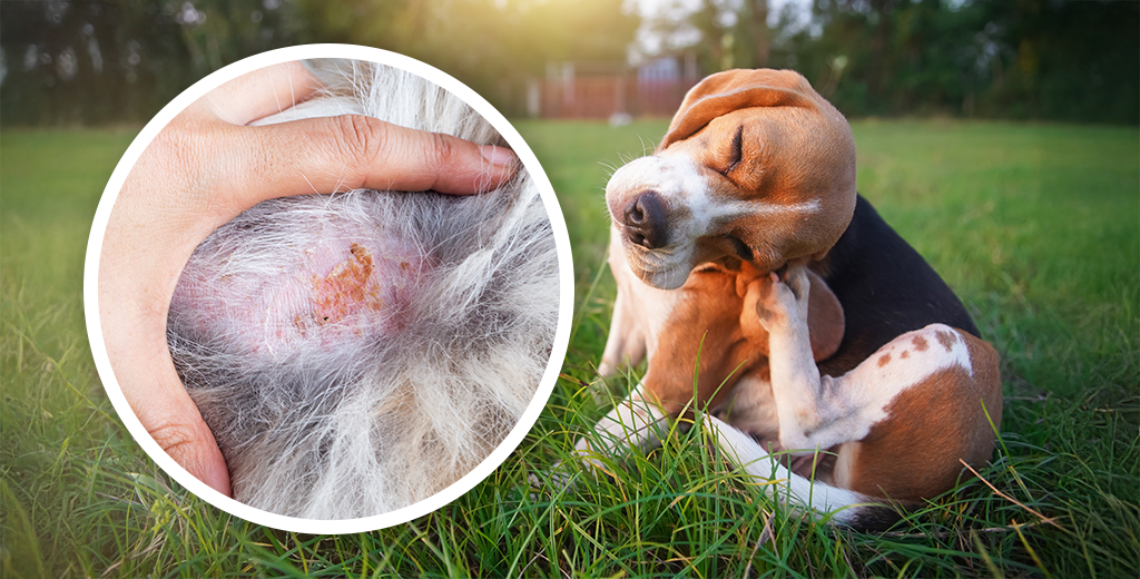 Understanding Dry Skin in Dogs: Causes, Symptoms, and Solutions